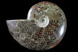 Polished Ammonite (Cleoniceras) Fossil - Madagascar #166377-1